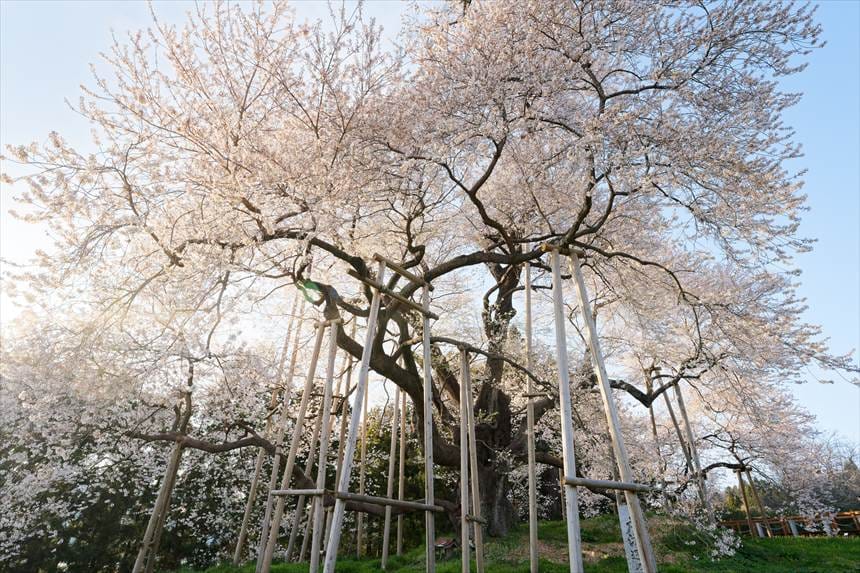 木道入り口と反対側より撮影 戸津辺の桜