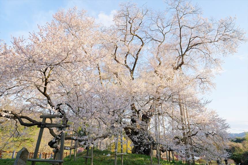 木道入り口より撮影　戸津辺の桜