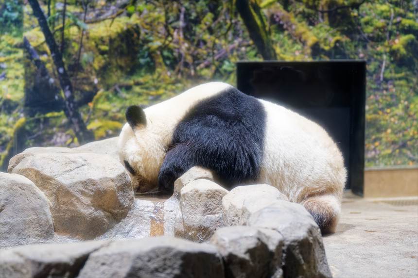 水を飲む上野動物園のパンダ（シャオシャオ）