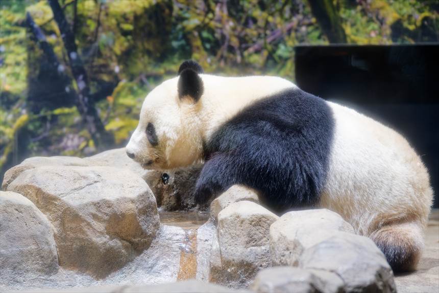 水を飲んで余韻に浸る上野動物園のパンダ（シャオシャオ）