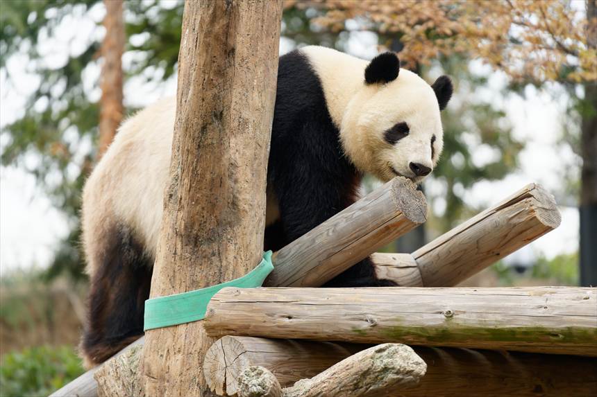 上野動物園のパンダ（シャオシャオ）