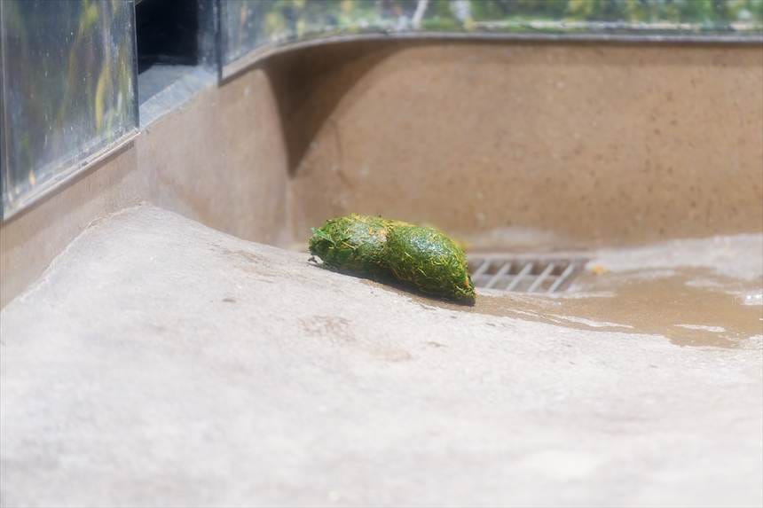 パンダのうんちは緑