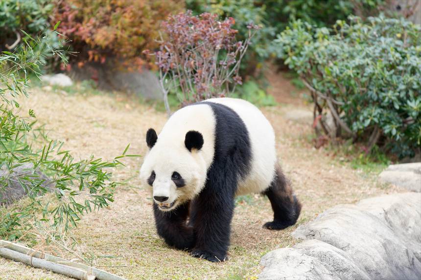 歩く上野動物園のパンダ（シャオシャオ）