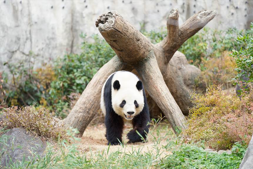 歩く上野動物園のパンダ（シャオシャオ）