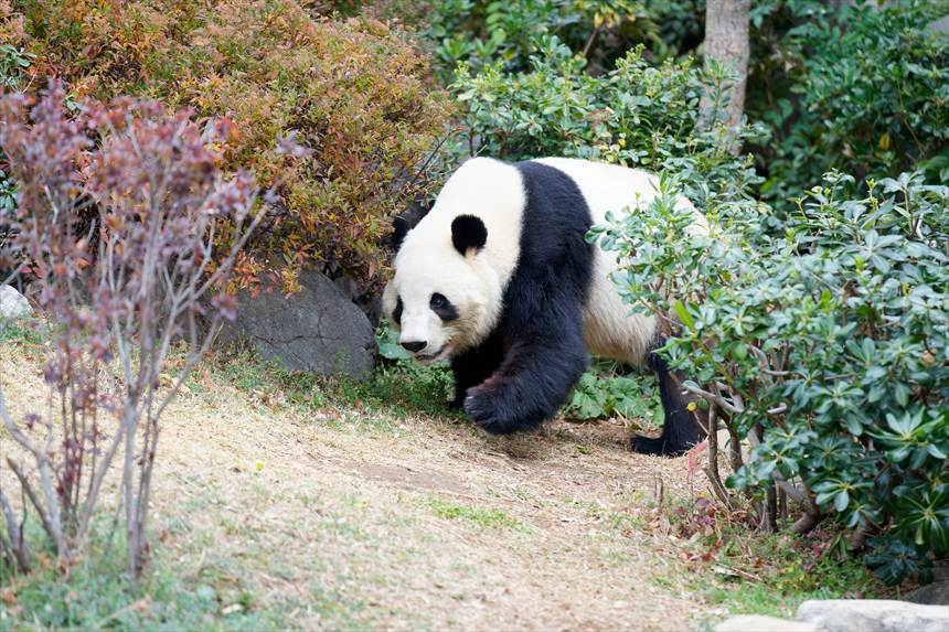 歩く上野動物園のパンダ（シャオシャオ）