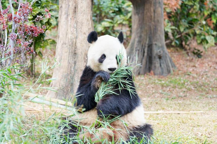 笹を手に持つ上野動物園のパンダ（シャオシャオ）
