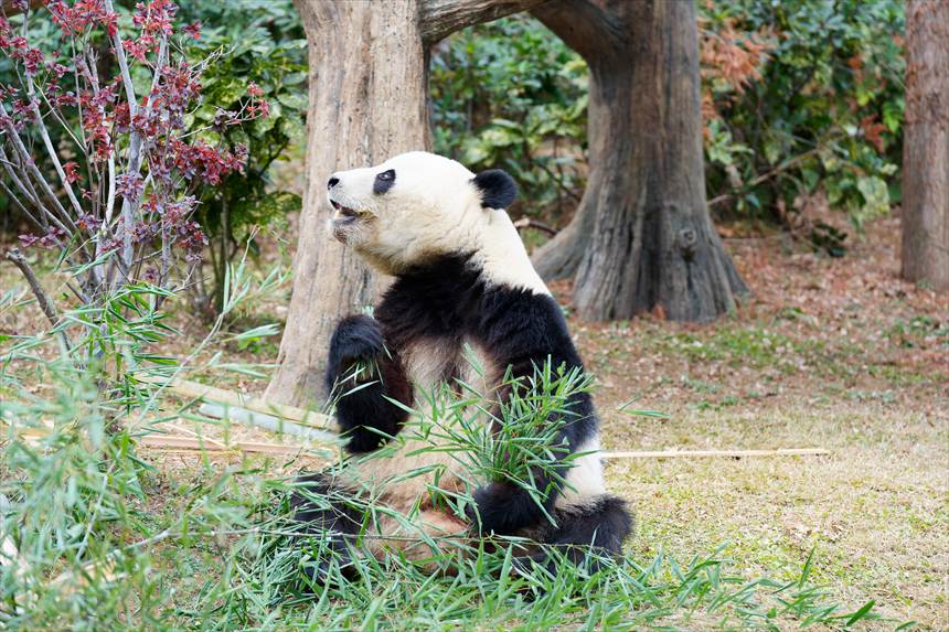 笹を食べてご満悦の上野動物園のパンダ（シャオシャオ）