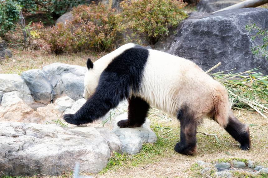 歩く上野動物園のパンダ（シャオシャオ）　後ろ足は前足に比べて小さい
