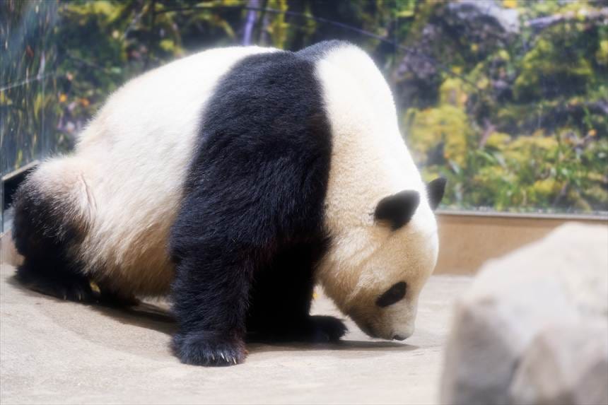 おトイレをする上野動物園のパンダ（シャオシャオ）