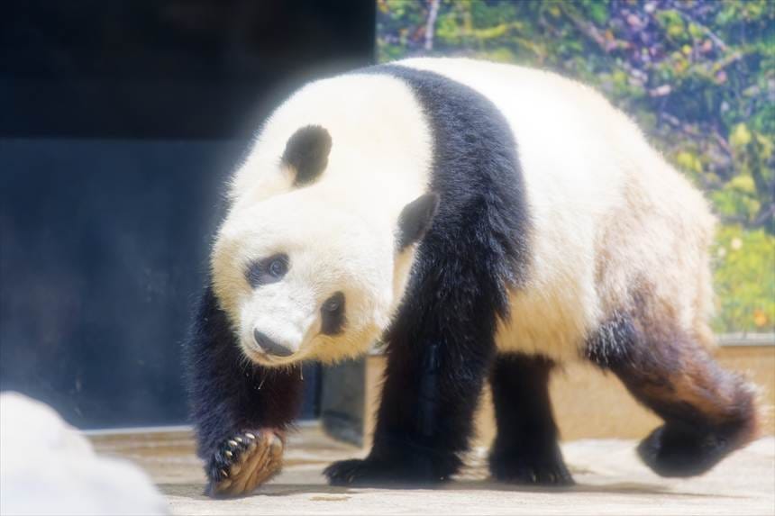 肉球を見せてくれた上野動物園のパンダ（シャオシャオ）