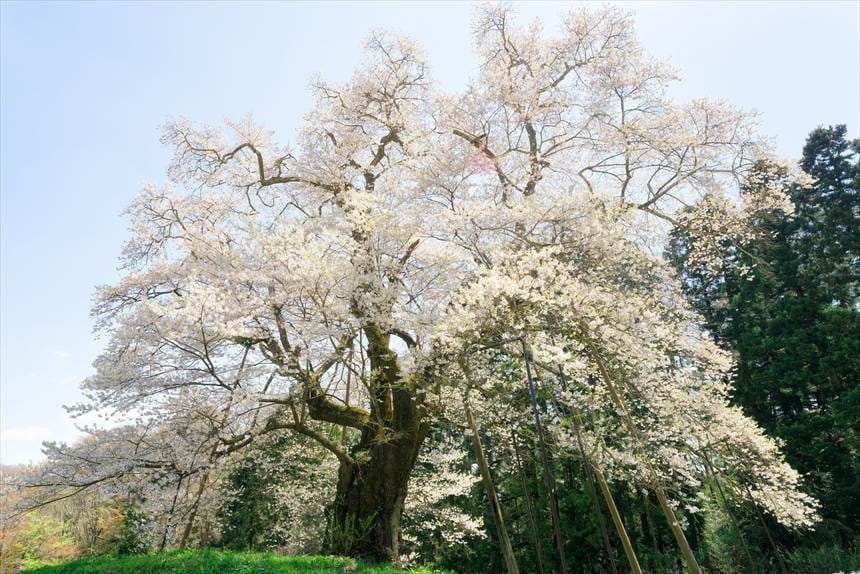 福島桜番付 大関：秋山の駒ザクラ