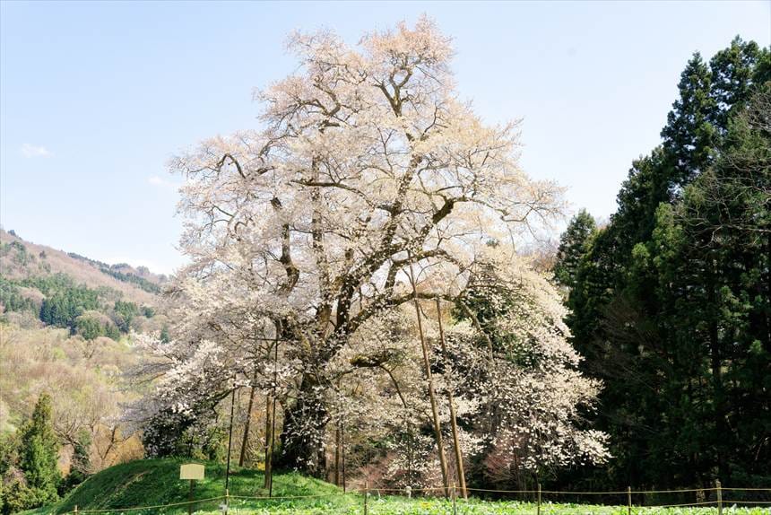 柵に囲まれている 秋山の駒ザクラ