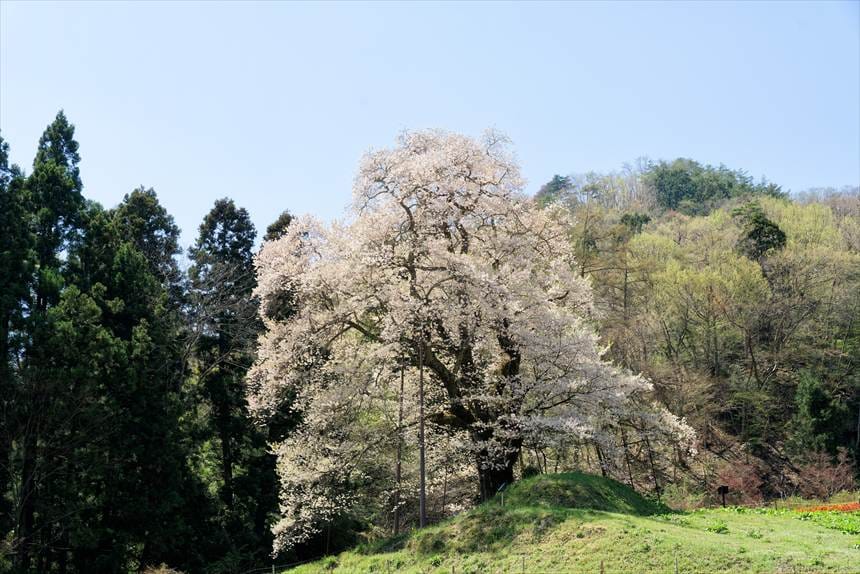 小高い田園地帯に生えている 秋山の駒ザクラ