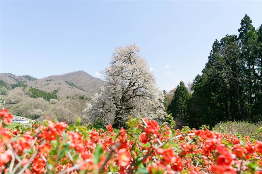 赤い花と秋山の駒ザクラ