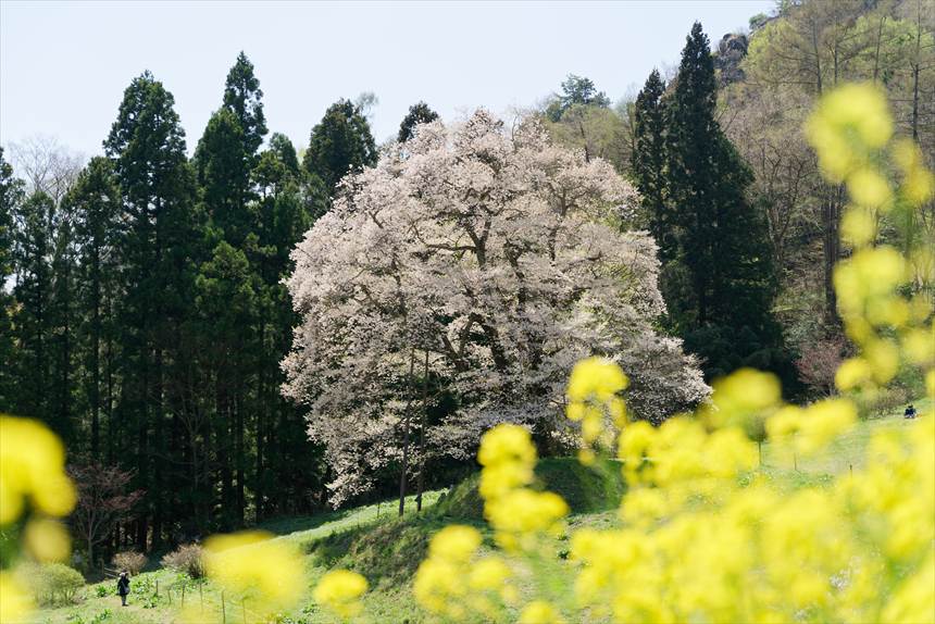 菜の花と秋山の駒ザクラ