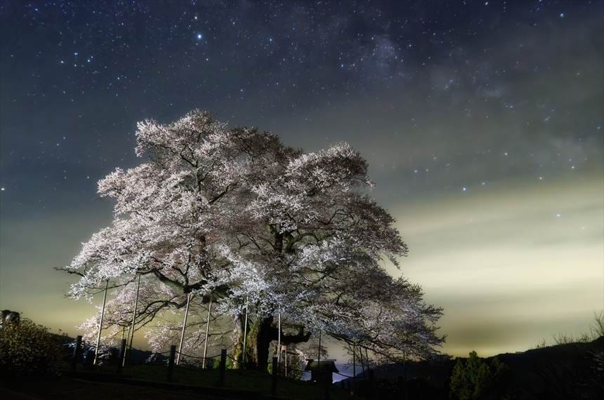 醍醐桜（岡山）