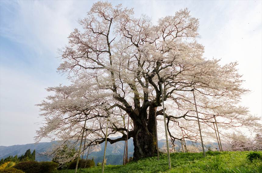 さまざまな角度から撮影した醍醐桜1　
