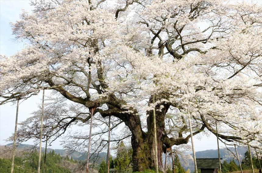 さまざまな角度から撮影した醍醐桜3