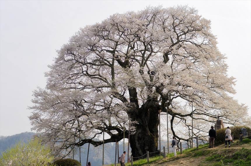 醍醐桜
目通り幹周り7.1m、根元周囲9.2m、樹高18m、枝張20m