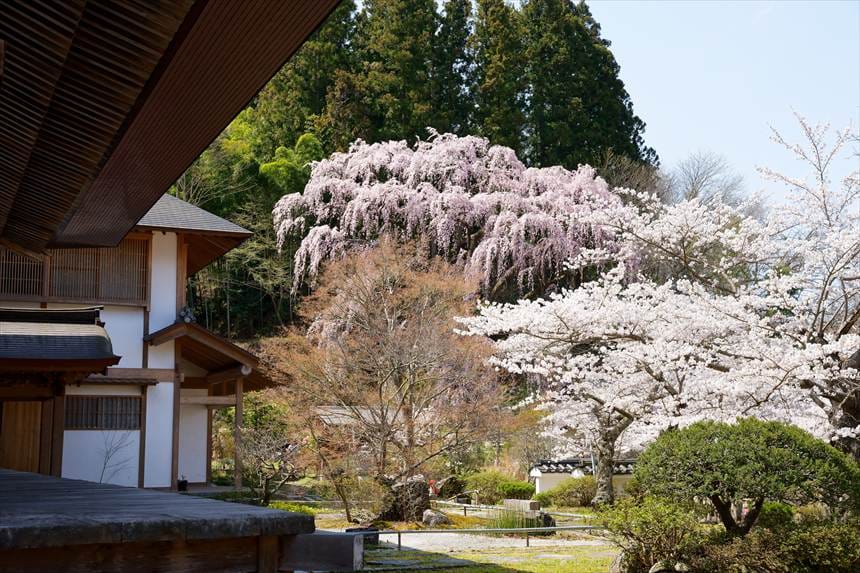 本堂横から撮影した福聚寺桜