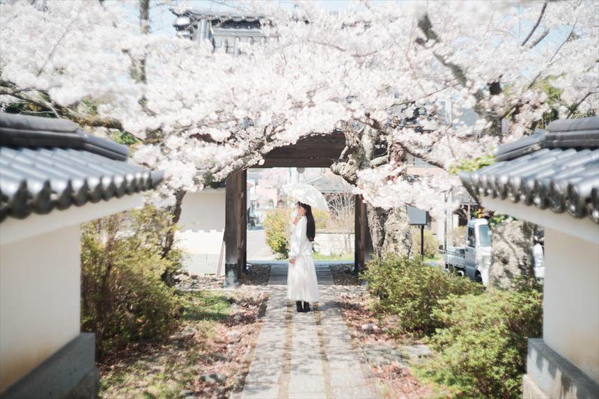 福聚寺 山門裏と桜とハチ