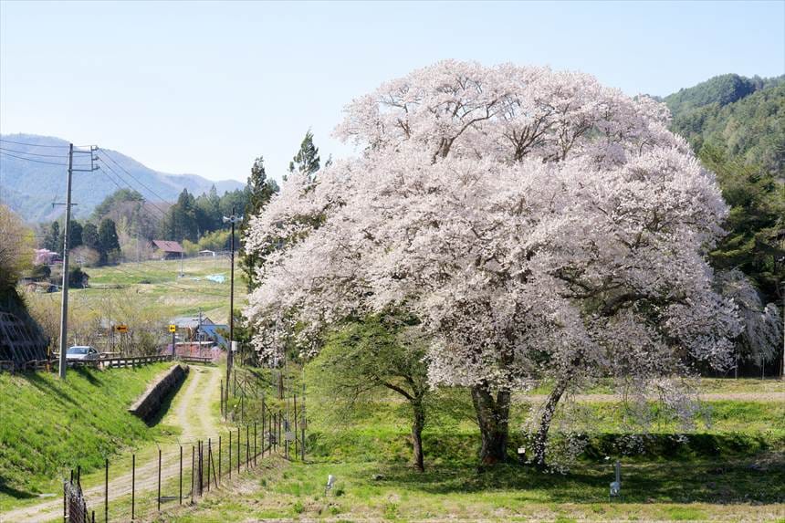 御所桜　全景