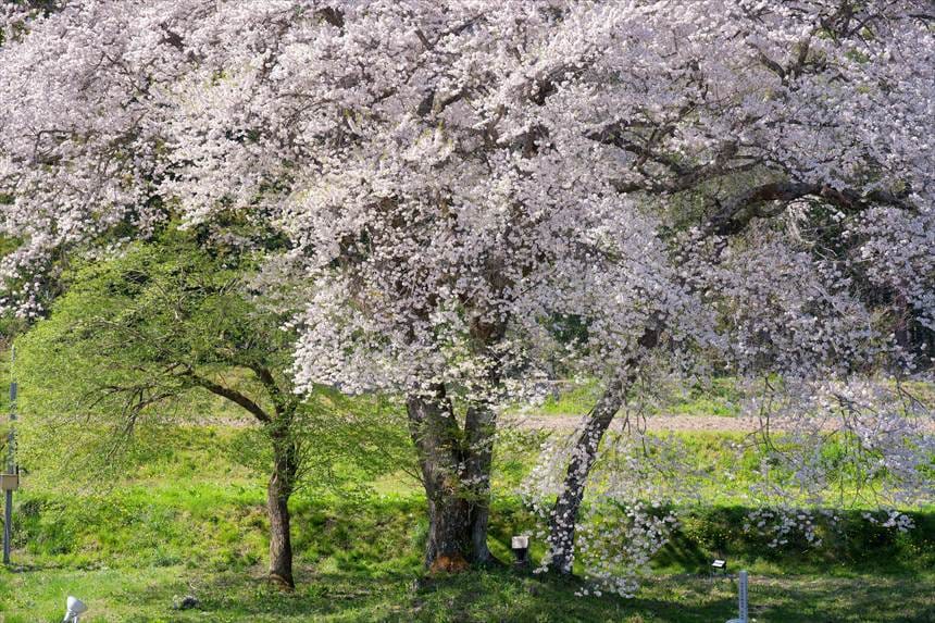 御所桜 根元アップ