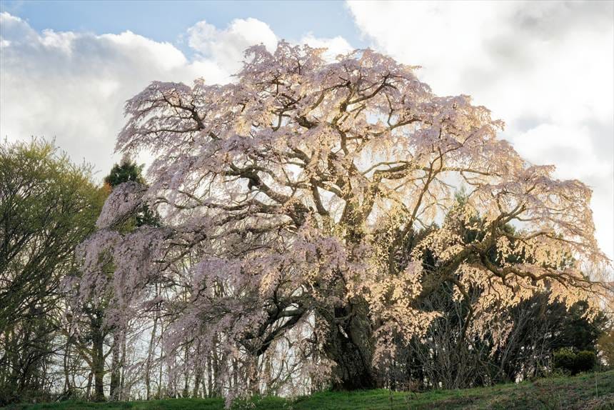 夕陽に透けて美しい
五斗蒔田の桜 逆光