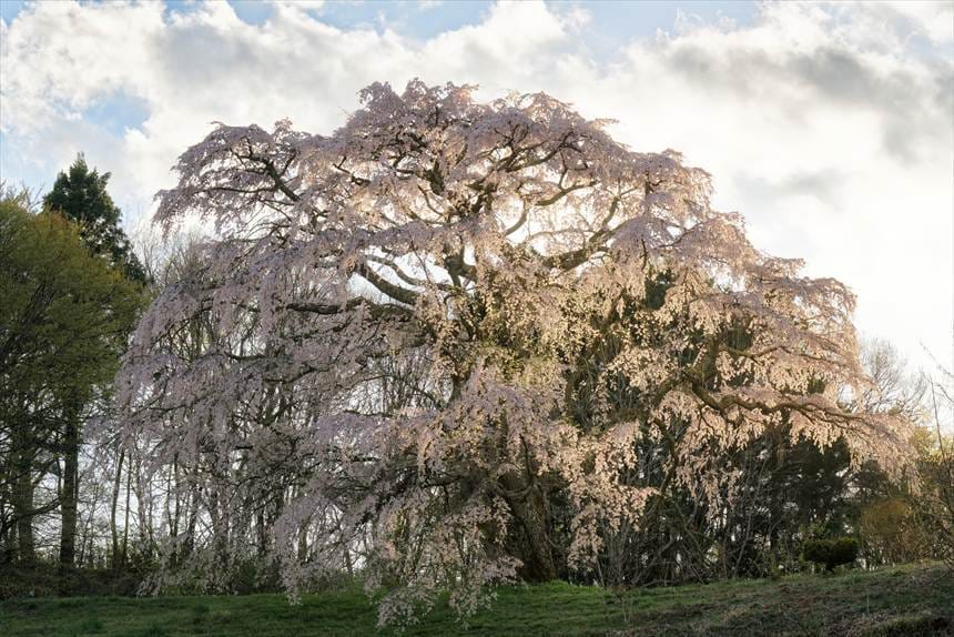 逆光に照らされて美しい五斗蒔田桜