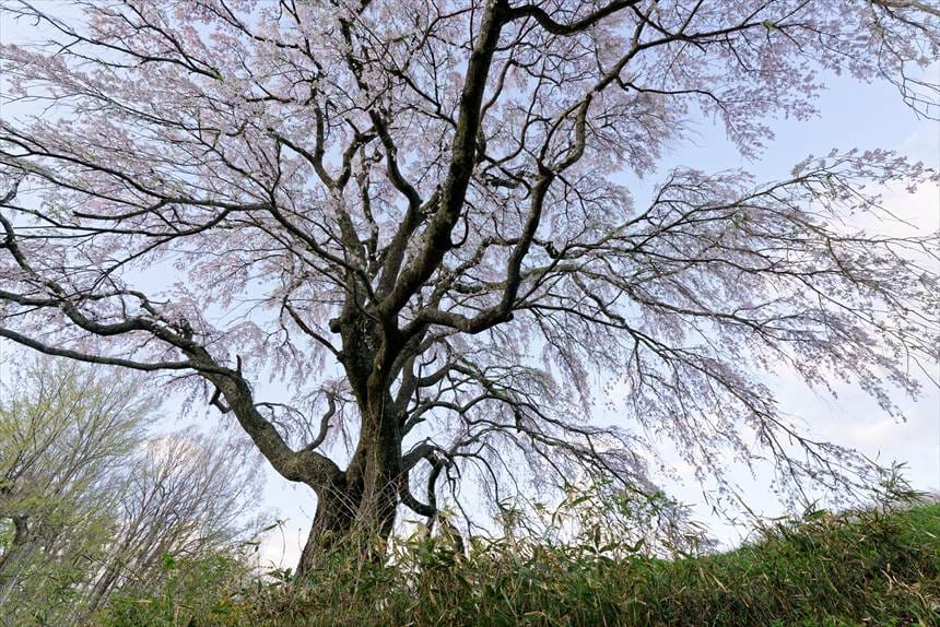 五斗蒔田の桜 真下から撮影