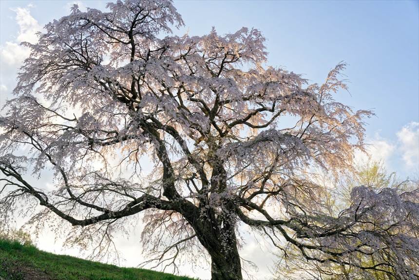 下側から撮影するとお化けのように見える五斗蒔田桜