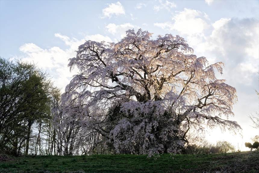 逆光が終わりかけの五斗蒔田の桜