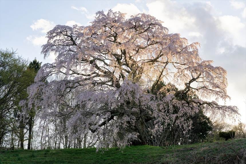 正面から撮影すると、ふわふわした可愛い五斗蒔田桜