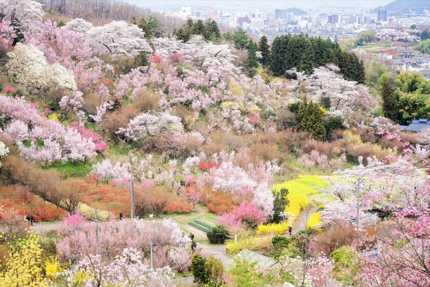 桃源郷　花見山公園＆生け花の里から見える景色