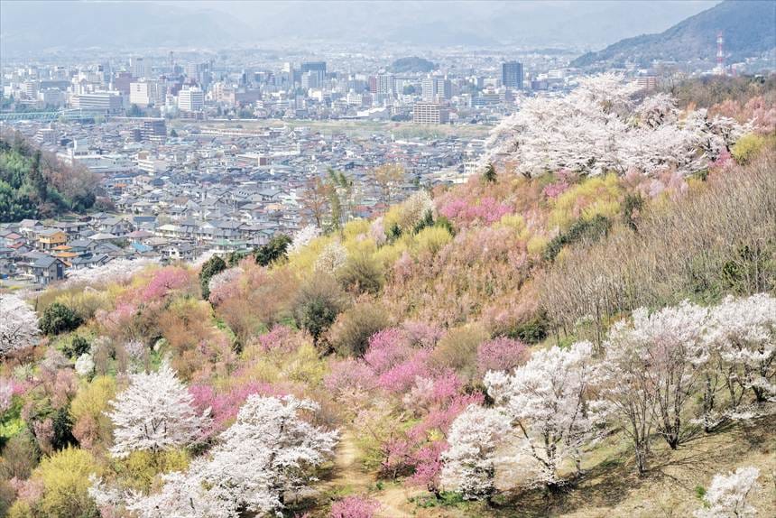 生け花の里　「天空の鐘 展望台 付近より」