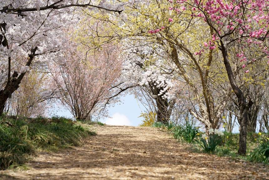 生け花の里の花のトンネル
