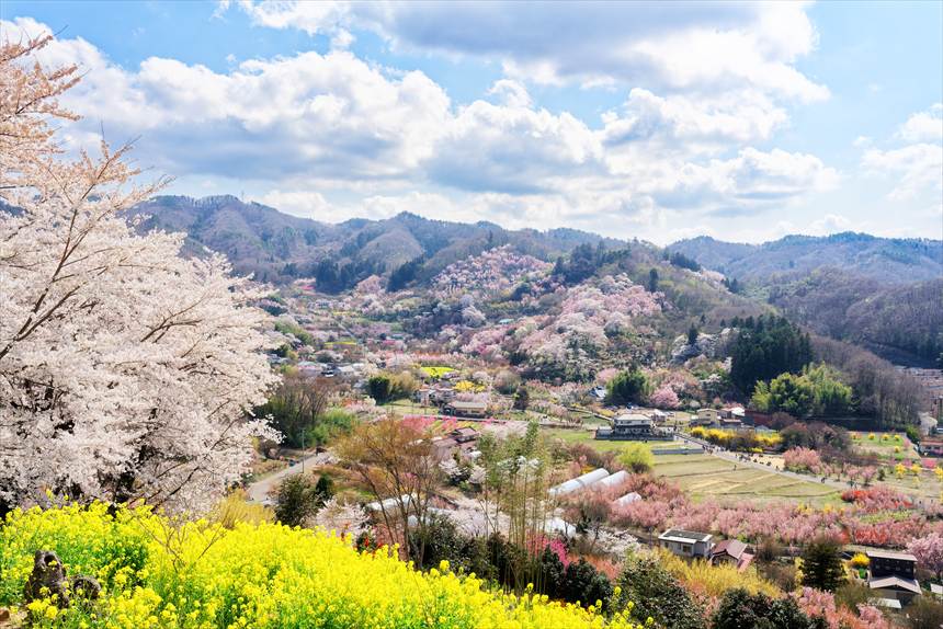 希望の鐘 展望台付近より撮影した全景は花でいっぱいの街のようすがわかる