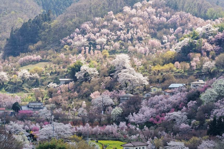 生け花の里から撮影したピンクにそまった景色