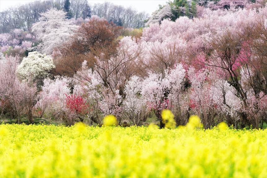 花見山公園までの道中