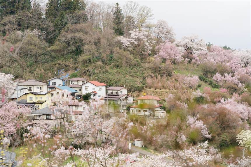 花見山公園　中腹からの景色