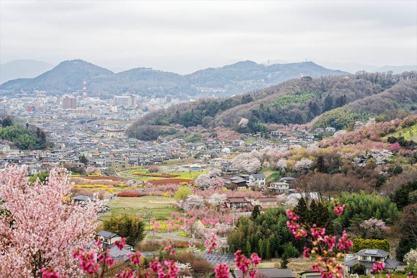 花見山公園山頂からの景色