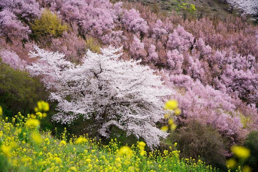 生け花の里「1000本桜」 4月2日11:30
