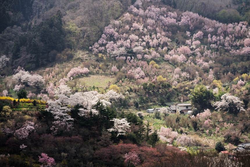 生け花の里から撮影した山がピンクの花でいっぱいの景色