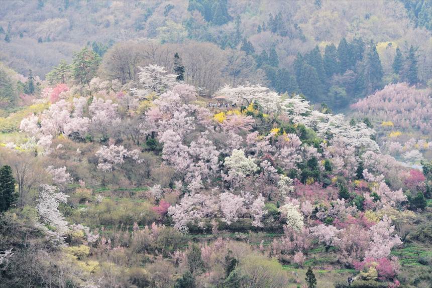 生け花の里から撮影した　花見山公園の全景