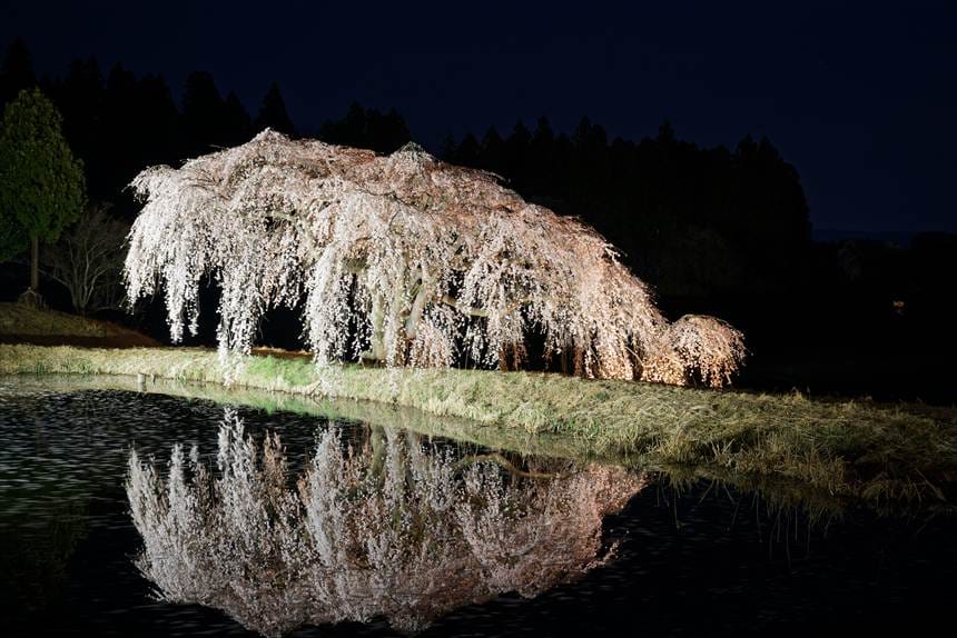 正面から見た花園しだれ桜とリフレクション