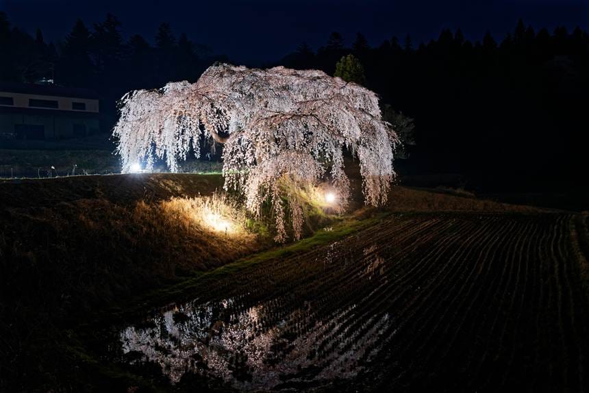 裏側（奥側）から見た花園しだれ桜の全体像
