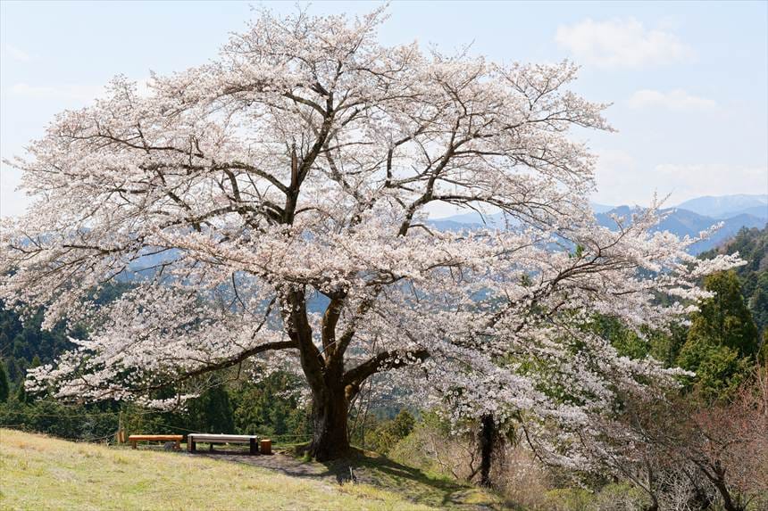 八徳の一本桜と空のベンチ（上の空き地から撮影）