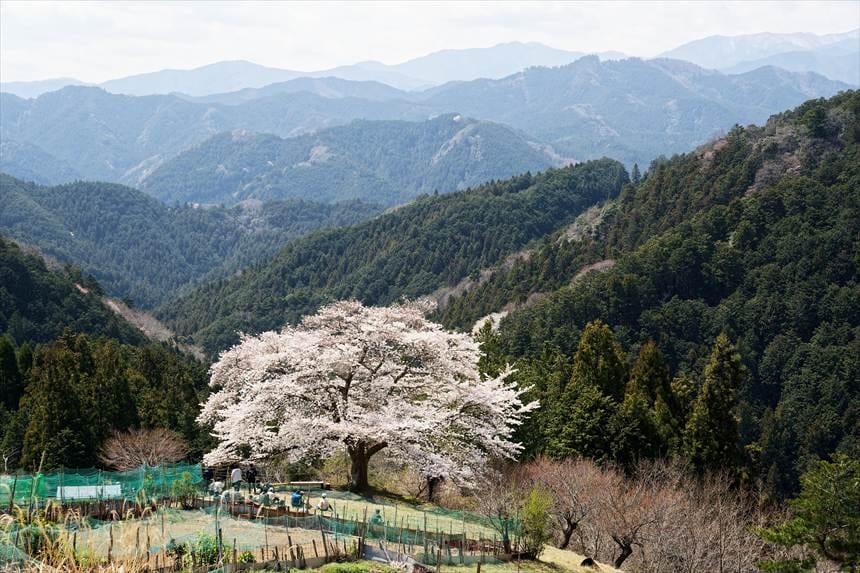山間に咲いている八徳の一本桜