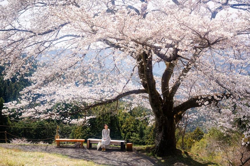 八徳の一本桜とベンチ　ポートレート（上の空き地から撮影）