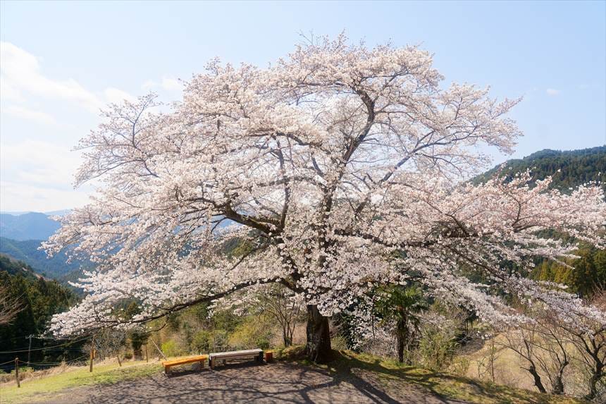 八徳の一本桜